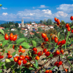 Istria slovena: Festa del Vino e dell'Aglio a Nova Vas