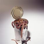 Cina: arriva la dieta dei vermi, gli esperti protestano