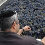 Italia, va forte il vino kosher