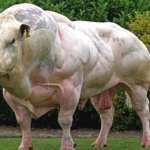 Dal Belgio, le super mucche: tanta carne, niente grasso