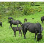 I cavalli Mérens protagonisti a Dronero (CN)