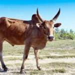 Bresaola Valtellina IGP: è fatta con carne congelata di Zebù ma meglio non farlo sapere