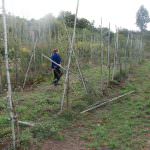 Lunigiana: Varietà autoctone minacciate dalla presenza degli ungulati
