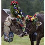 Passo San Pellegrino (TN): Si festeggia "La Desmontegada"