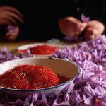 "Zafferano: Sapori e Saperi", tutte le declinazioni dell'oro rosso