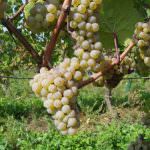 Parte 3 di 5: uve bianche - Giampietro Comolli in Francia