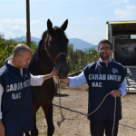 Verona: I NAC a Fieracavalli