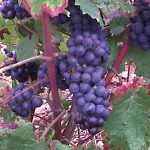 Bacò: rinasce ad Alessandria il vino vietato da Mussolini