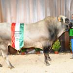 Cuneo: Conclusa la 34ª Mostra Nazionale della Razza Piemontese Italiana