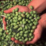 Scandalo Olio Carapelli