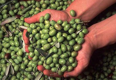 Scandalo Olio Carapelli