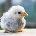 Idea Regalo di Natale: adotta un pulcino di gallina da una Pecora nera