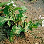 Alle radici del Marasciuolo, erba spontanea della Daunia riscoperta da Peppe Zullo