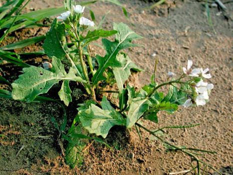Alle radici del Marasciuolo, erba spontanea della Daunia riscoperta da Peppe Zullo