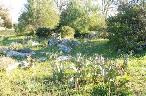 Dal Salento in arrivo una sorpresa spinosa