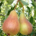 Segnali positivi sulle vendite delle pere Abate