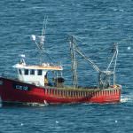 Pesca artigianale: Nuove opportunità di lavoro e di impresa nel Mediterraneo 