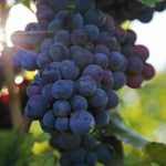Uva, un aiuto per le articolazioni