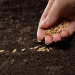 Frutta e verdura bio: più antiossidanti, meno pesticidi