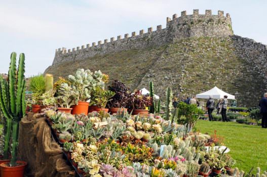 Fiori nella Rocca, la Mostra mercato di piante rare alla Rocca Visconteo-Veneta di Lonato del Garda (Brescia)