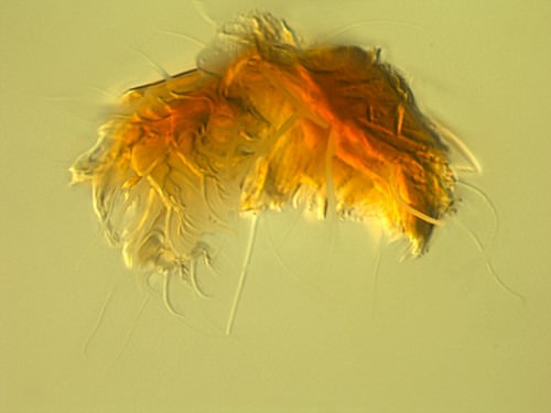 Minyacarus aderces - foto E_Sidorchuck press