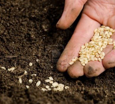 28 e 29 aprile, Firenze: Festival dei Semi, del Cibo e della Democrazia della Terra