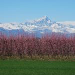 Edizione 2014 de “linee tecniche 2014 per la frutticoltura sostenibile in Piemonte”
