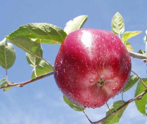 Frutticoltura sostenibile in Piemonte