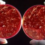 Carne in provetta, Coldiretti: “3 italiani su 4 sono contro”