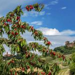 Ciliegie: dopo lo sport, contro stress e fatica