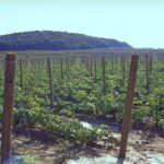 Stress idrico e qualità del vino: Intervista ad Alberto Puggioni, responsabile Agro Marketing di Netafim Italia