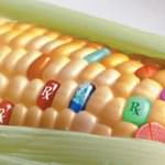 Friuli, gli OGM della discordia