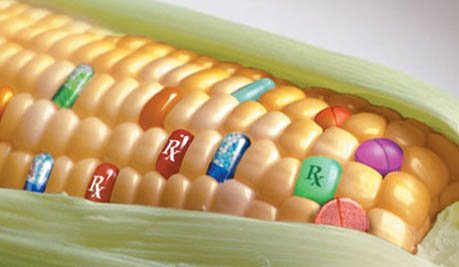 Ricerca e OGM: lettera di ANBI a Renzi e al ministro Martina