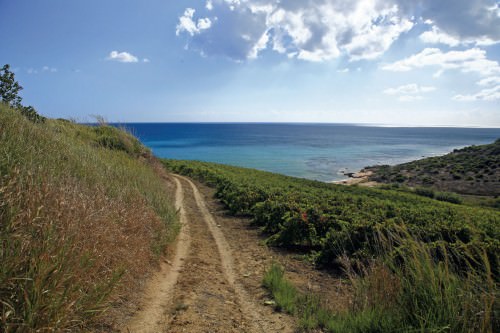 Vigneto Syrah, Cantine Settesoli
