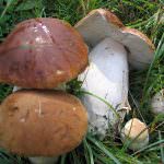 Dal 12 al 14 settembre 2014 ad Albareto (PR), sull’Appennino Parmense,  la 19° Fiera Nazionale del Fungo Porcino