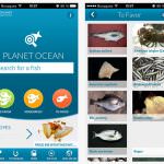 Pesce, ecco Pianeta Mare: un'App per scegliere in maniera sostenibile