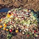 Spreco di cibo, “Gettata la metà degli 80 Euro”