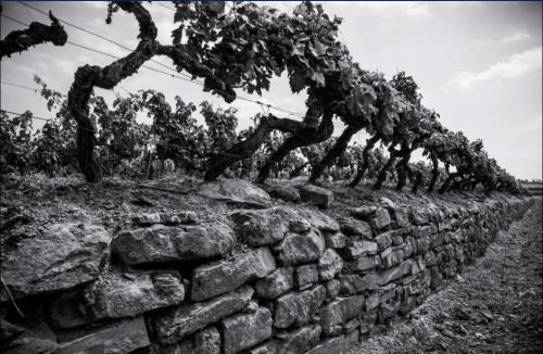 Azienda vinicola "Tenuta Sette Ponti"