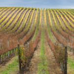 I sapori più tradizionali dell'Umbria protagonisti al "Festival delle eccellenze umbre"