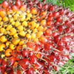 Le coltivazioni di palme da olio distruggono la biodiversità e le colture locali