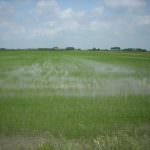 Il riso abbonda, ma solo quello orientale