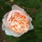 Ho una scatola dei colori