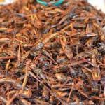 Dieta: mangiare insetti rende più intelligenti