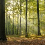 Il Cantico della Natura: Il bosco umano, un albero salva un albero