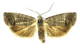 Carpocapsa, il più pericoloso parassita delle mele