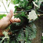 Maltempo e agricoltura: Piove sul bagnato?