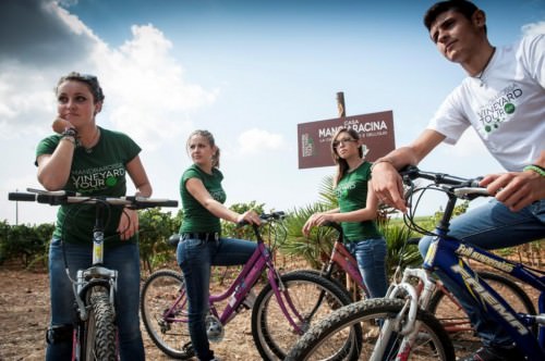 Mandrarossa Vineyard Tour