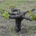 Vite ad alberello di Pantelleria: arriva il primo sì dall'UNESCO