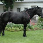 Cuneo, Val Varaita: Il cavallo di Mérens protagonista della prossima mostra di Sampeyre