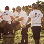 La Vendemmia delle Donne nelle vigne di Tenute Rubino, nel Salento, in Puglia